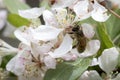 Bee pollinating crabapple blossoms, top view