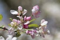 Bee pollinating crabapple blossoms, top view