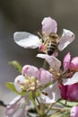 Bee pollinating crabapple blossoms, top view