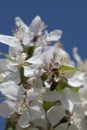 Bee pollinating crabapple blossoms, top view