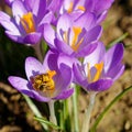 Bee pollinating crocus flower Royalty Free Stock Photo
