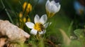 Bee pollinating a crocus flower in the park in spring