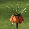 Bee pollinating a crown imperial flower