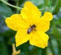 Bee pollinating the cucumber flower Royalty Free Stock Photo