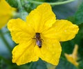 Bee pollinating the cucumber flower Royalty Free Stock Photo