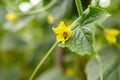 Bee pollinating cucumber plant flower at garden Royalty Free Stock Photo