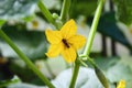 Bee pollinating cucumber plant flower in greenhouse Royalty Free Stock Photo