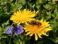 A bee pollinating dandelions by forget-me-nots