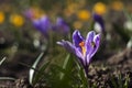 Bee pollinating the early spring flowers - lilac crocus. Crocuses with a worker honey bee feeding on nectar, macro background