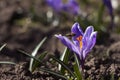 Bee pollinating the early spring flowers - lilac crocus. Crocuses with a worker honey bee feeding on nectar, macro background Royalty Free Stock Photo