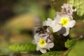 Bee pollinating the early spring flowers - primrose. Primula vulgaris with a worker honey bee feeding on nectar, macro background Royalty Free Stock Photo