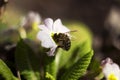 Bee pollinating the early spring flowers - primrose. Primula vulgaris with a worker honey bee feeding on nectar, macro background