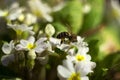 Bee pollinating the early spring flowers - primrose. Primula vulgaris with a worker honey bee feeding on nectar, macro background