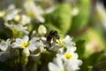 Bee pollinating the early spring flowers - primrose. Primula vulgaris with a worker honey bee feeding on nectar, macro background Royalty Free Stock Photo