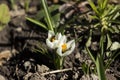 Bee pollinating the early spring flowers - white crocus. Two crocuses with a pair worker honey bees feeding on nectar, macro Royalty Free Stock Photo