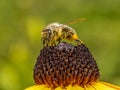 A bee pollinating echinacea flowers Royalty Free Stock Photo