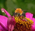 Bee pollinating flower