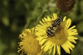 Bee pollinating flower