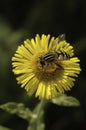 Bee pollinating flower