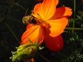 Bee pollinating flower