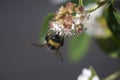 Bee pollinating flower