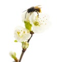 Bee pollinating a flower - Apis mellifera Royalty Free Stock Photo