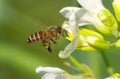 Bee pollinating flower Royalty Free Stock Photo