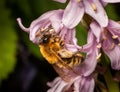 Bee pollinating flower in Cheshire, England, UK