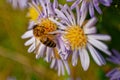 Bee pollinating flower Royalty Free Stock Photo