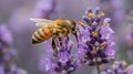 Bee Pollinating Flower Close Up Royalty Free Stock Photo