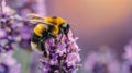 Bee Pollinating Flower Close Up Royalty Free Stock Photo