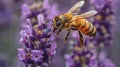 Bee Pollinating Flower Close Up Royalty Free Stock Photo