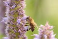 Bee Pollinating Flower