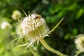 Bee pollinating a flower Dipsacus laciniatus