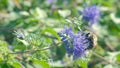 Bee pollinating flower 4K