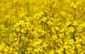 Bee pollinating flower of a rapeseed, a beautiful lush field