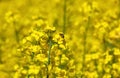 Bee pollinating flower of a rapeseed, a beautiful lush field