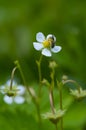 Bee pollinating a flower