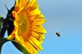 The bee pollinating the flower of a sunflower closeup Royalty Free Stock Photo