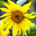 bee pollinating the flower of a sunflower closeup. botany and vegetation Royalty Free Stock Photo