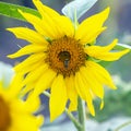 bee pollinating the flower of a sunflower closeup. botany and vegetation Royalty Free Stock Photo