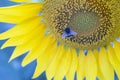 The bee pollinating the flower of a sunflower closeup. botany and vegetation Royalty Free Stock Photo