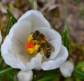 Bee pollinating a flower of white crocus