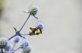 Bee Pollinating a Flowering Globe Thistle Flower Royalty Free Stock Photo