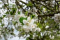 Bee pollinating a flowering tree. Early spring Royalty Free Stock Photo