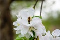 Bee pollinating a flowering tree. Early spring Royalty Free Stock Photo