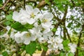 Bee pollinating a flowering tree. Early spring Royalty Free Stock Photo