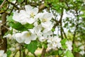 Bee pollinating a flowering tree. Early spring Royalty Free Stock Photo