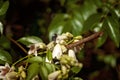 Bee Pollinating Flowers Royalty Free Stock Photo