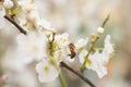 Bee pollinating flowers on branch of apricot Royalty Free Stock Photo